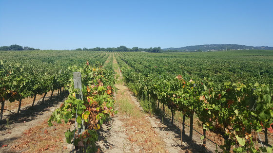 Adega de Portalegre conquista prémios e distinções nas maiores competições de vinhos do mundo